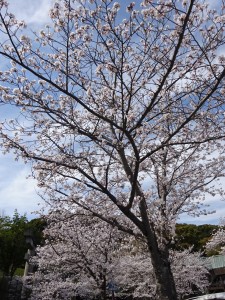 DSC04113