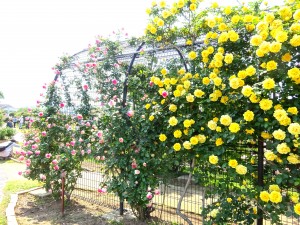 DSC04187